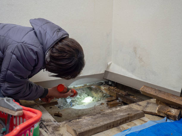 Professional Mold Removal in Irving, TX